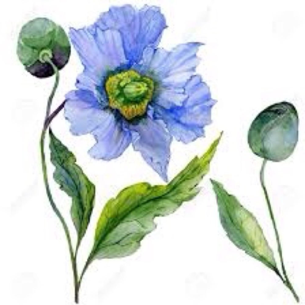 Meet your Posher, Blue poppy